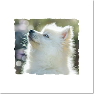 American Eskimo Puppy Posters and Art